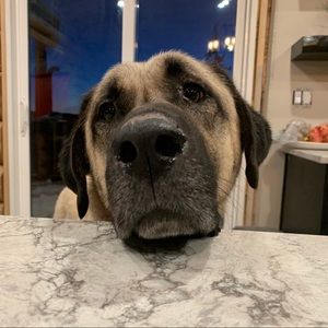 Meet your Posher, Mackenzie